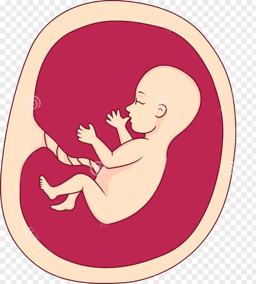 Baby Buckle Creative HD Free Fetus Uterus Pregnancy Clip Art PNG