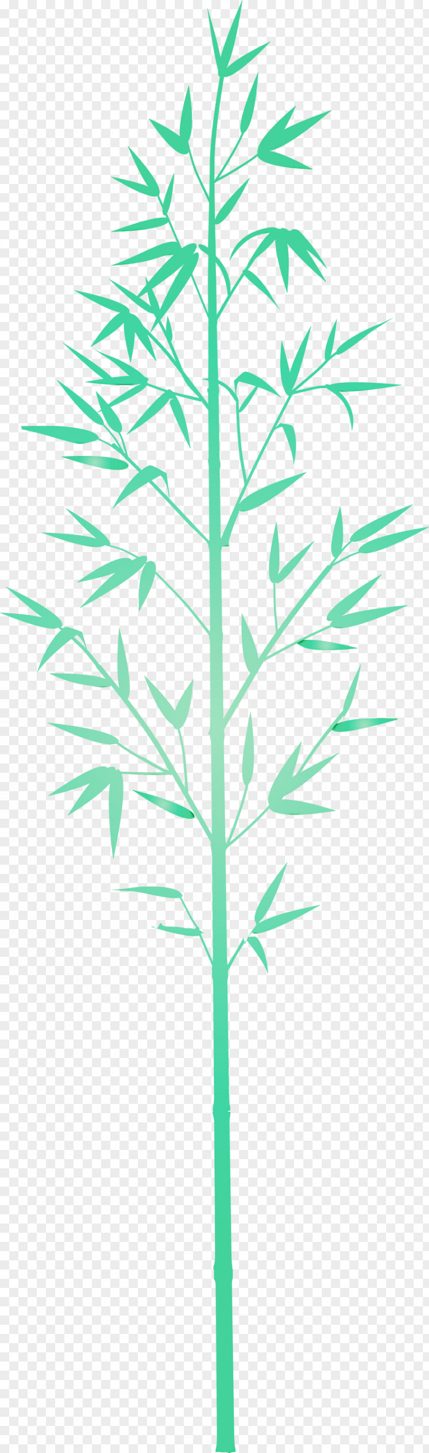 Leaf Plant Stem Grass Family PNG