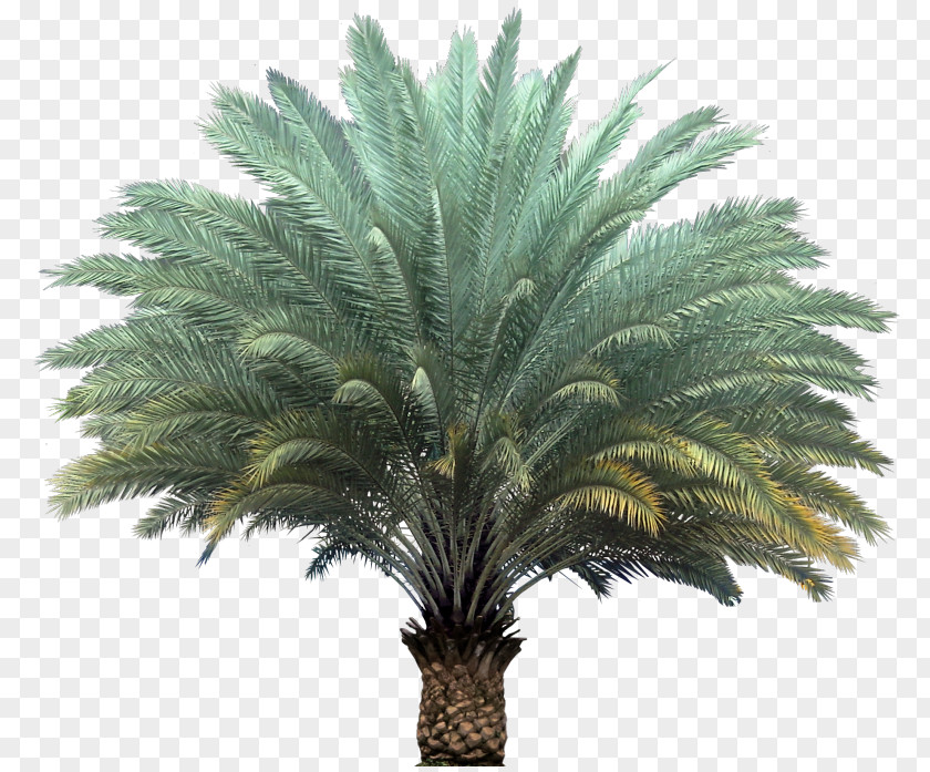 Phoenix Claw Date Palm Arecaceae Sylvestris Attalea Speciosa Loureiroi PNG