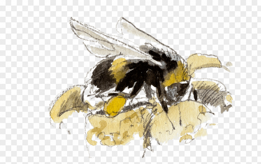 Pollen Honey Bee Bumblebee PNG