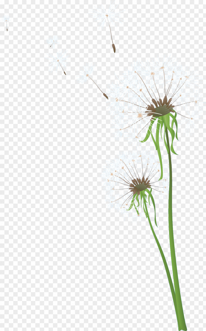 Dandelion Photography Flower PNG