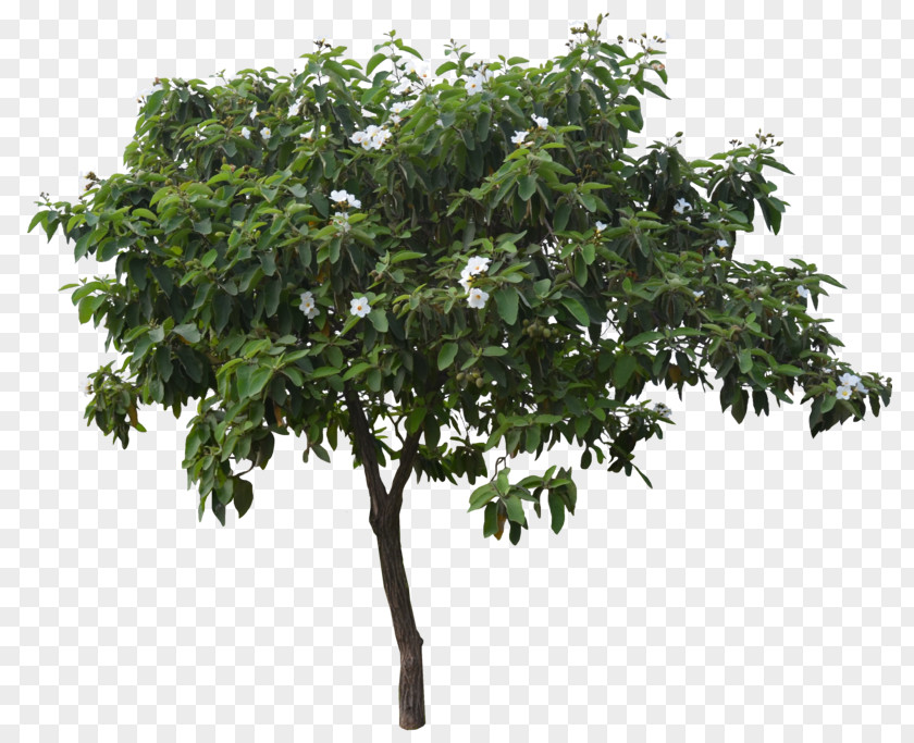 Tree PNG , landscape tree clipart PNG