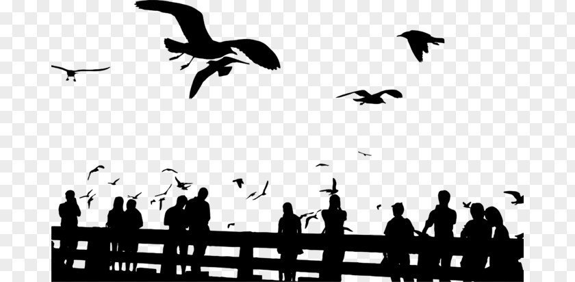 Bird Flight Silhouette Flock Clip Art PNG
