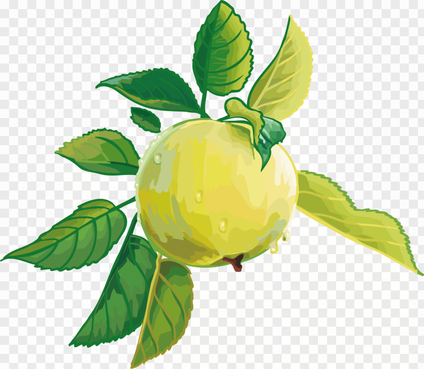 Fruit Vector Juice Torte Apple PNG