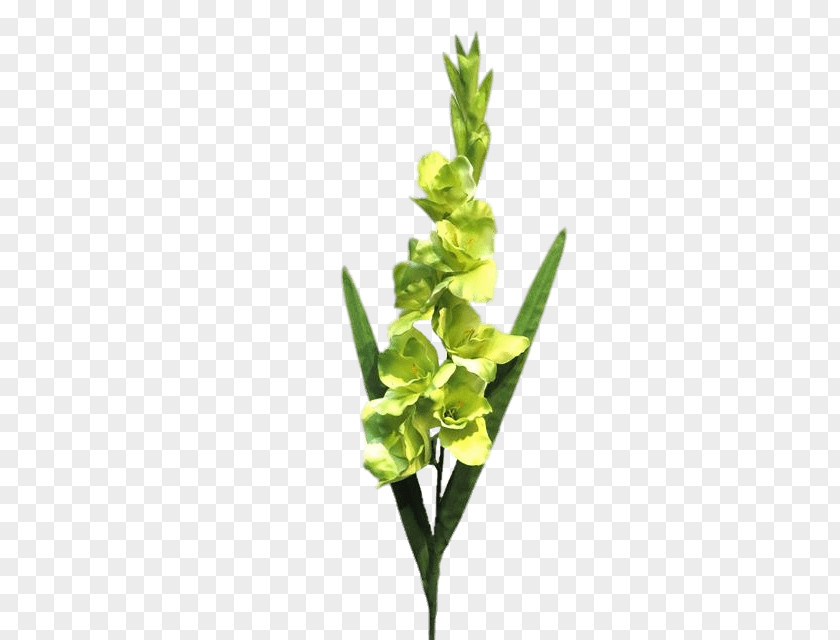 Gladiolus Green Plant Stem Leaf Fuchsia PNG