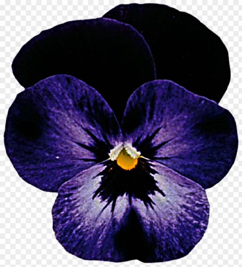 Pansy Rocky Viola Cornuta Violet Color PNG