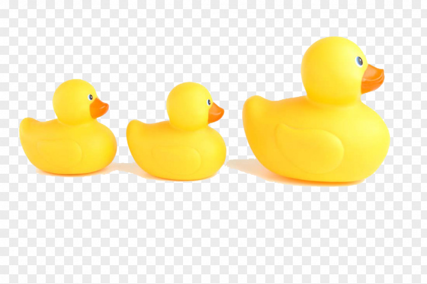 Three Small Yellow Duck Toy Animal PNG