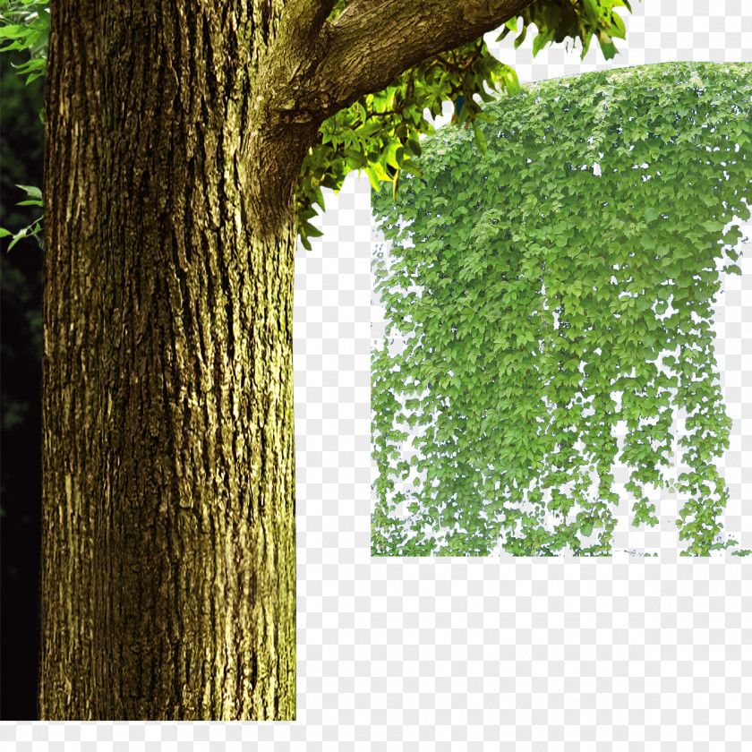 Tree,vine Vine Ivy Plant PNG