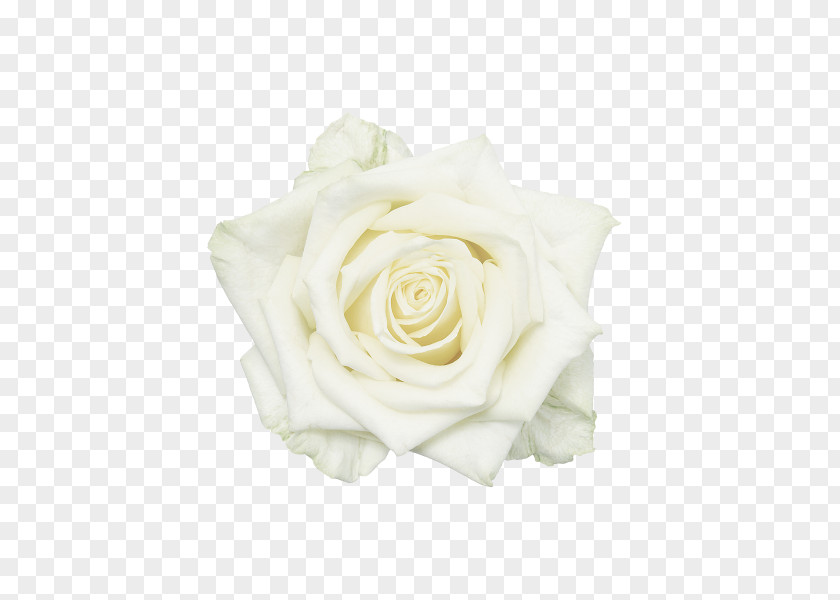 White Roses Garden Flower PNG