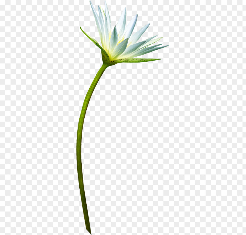 Zi Petal Flower PNG