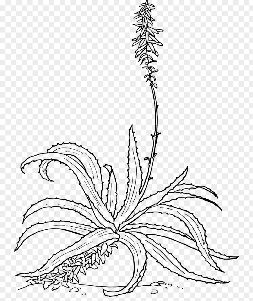 Aloe Vera Drawing Botanical Illustration Plant PNG