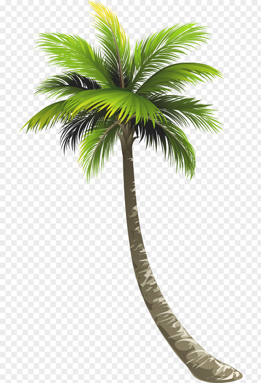 Coconut Tree Ernakulam Royal Palm Beach Arecaceae Lake Worth PNG