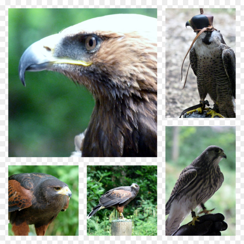 Eagle Buzzard Hawk Ecosystem Fauna PNG