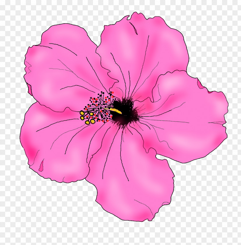 Hibiscus Flower Drawings Shoeblackplant Drawing Clip Art PNG