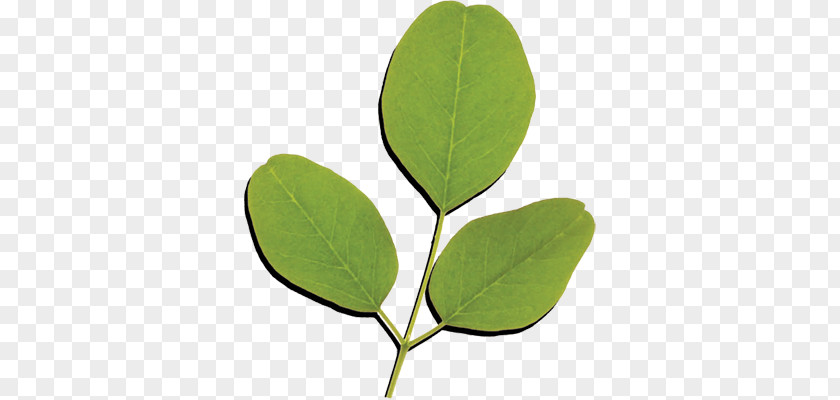 Leaf Drumstick Tree Nutrition Food Vitamin PNG