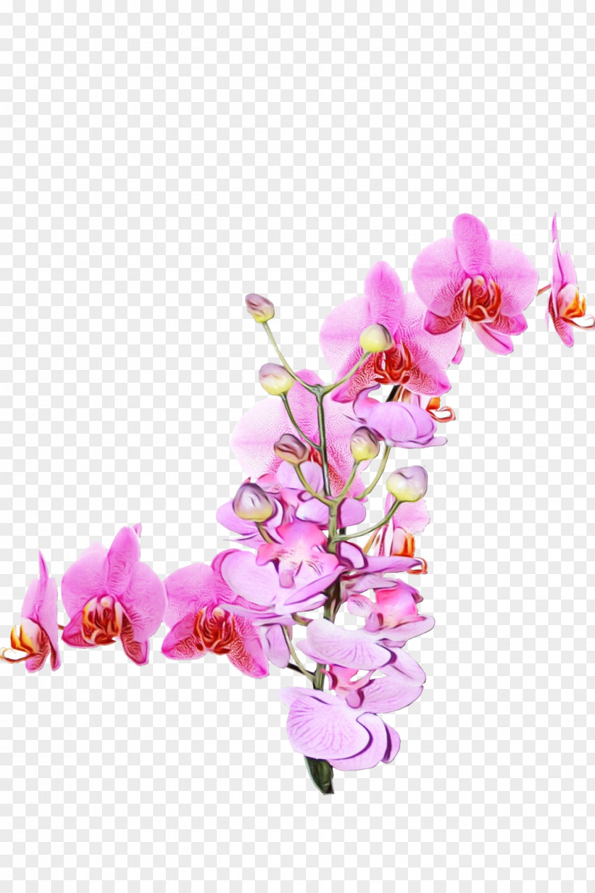 Orchid Cut Flowers Flower Moth Pink Plant Branch PNG