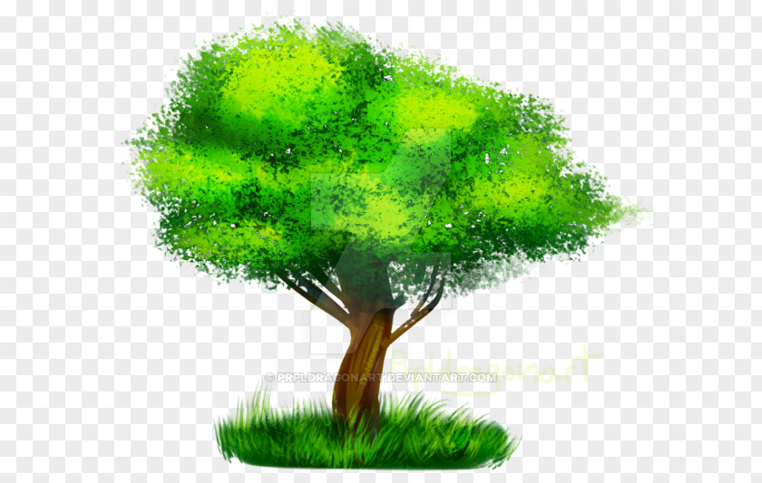 Tree PNG