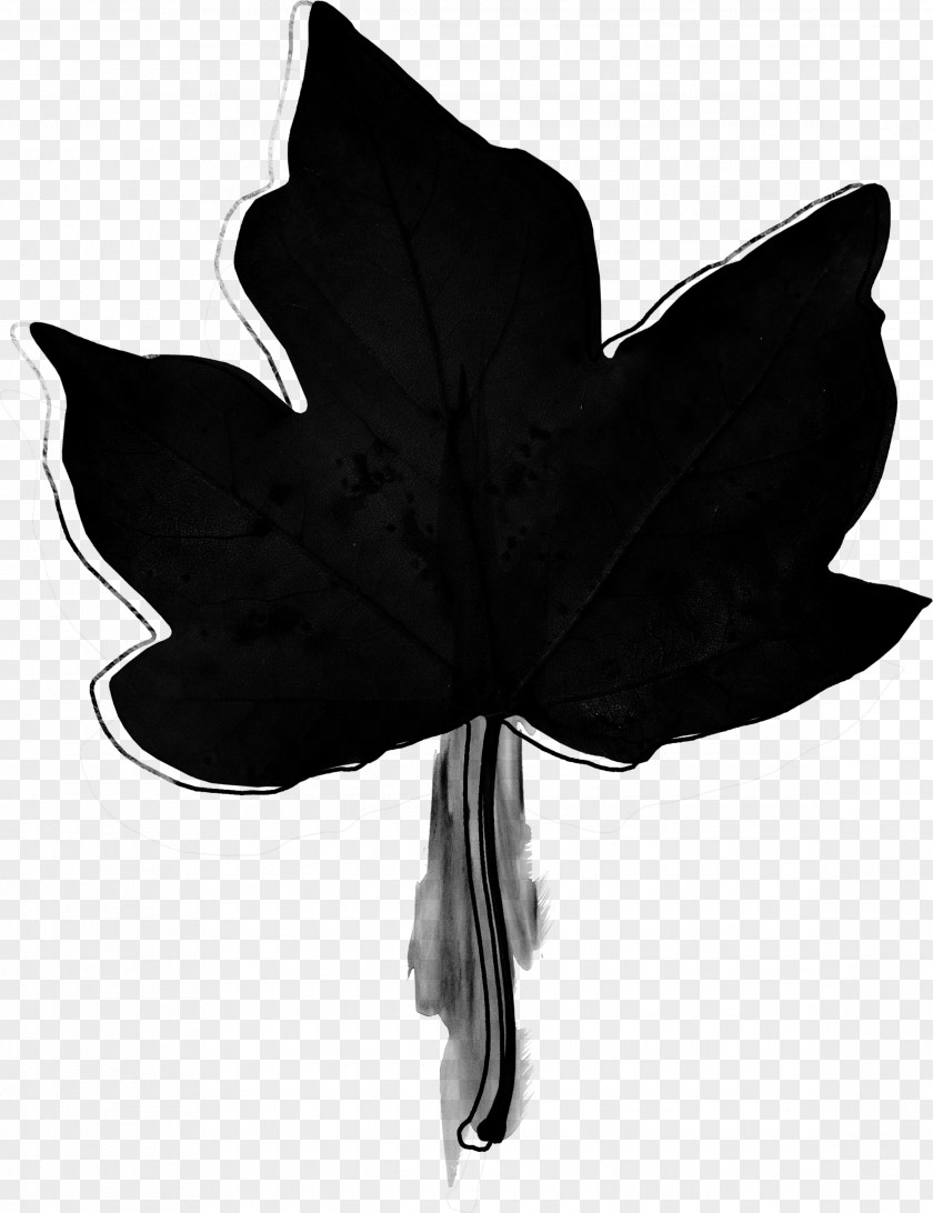 Watercolor Foliage Photography Black And White Clip Art PNG
