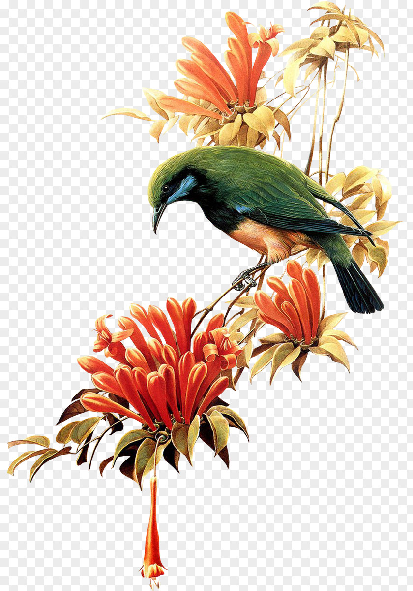 Bird Hummingbird Flower Clip Art PNG