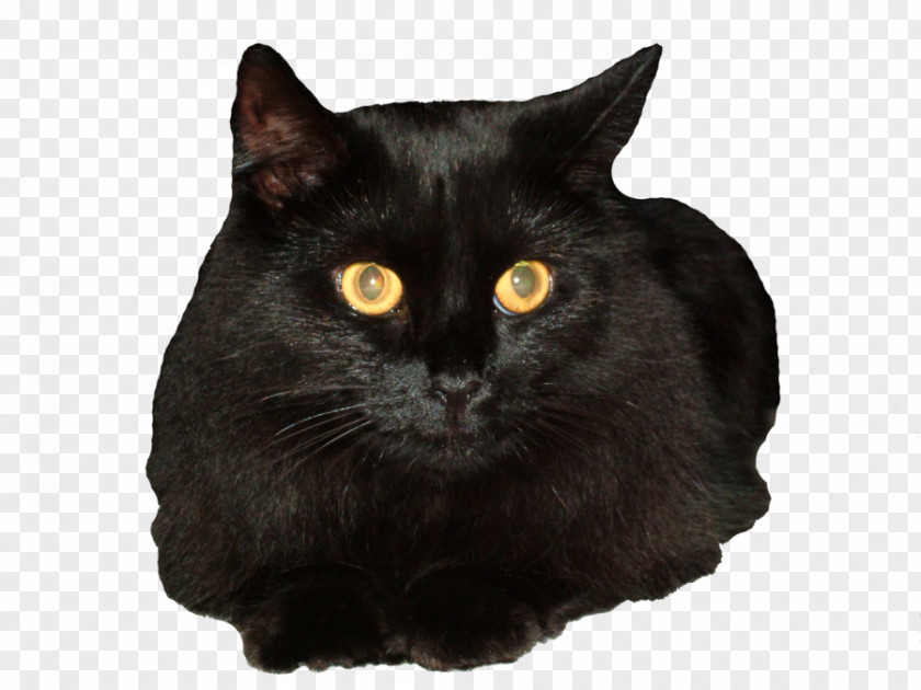 Black Cat Bombay Siberian Clip Art PNG