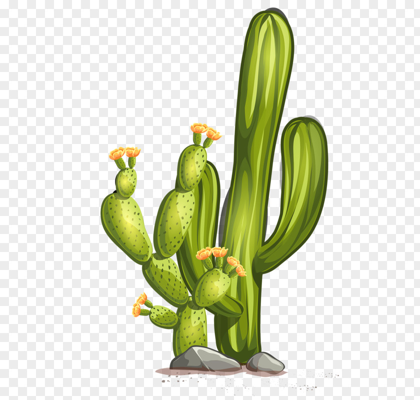 Green Cactus Gobi Desert Cactaceae Euclidean Vector PNG