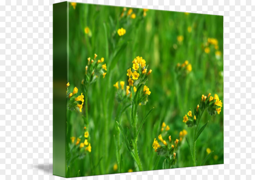 Herb Wildflower PNG