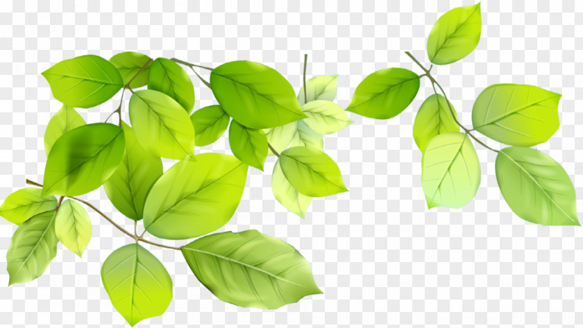 Leaf Desktop Wallpaper Clip Art PNG