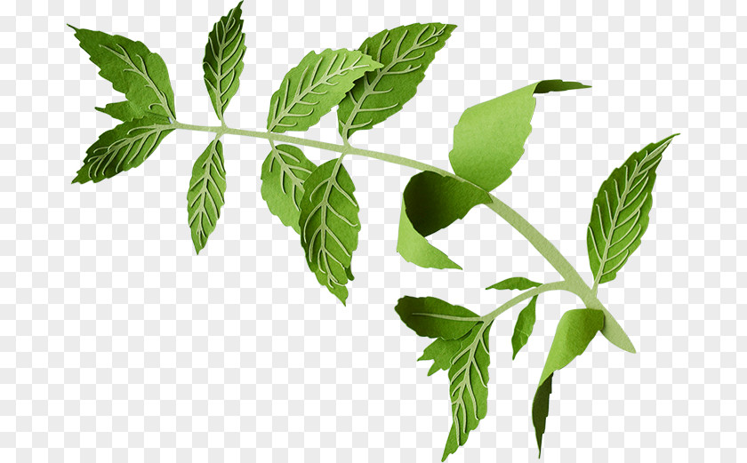 Mint Leaf Preservative Food Consumer Chemical Substance PNG