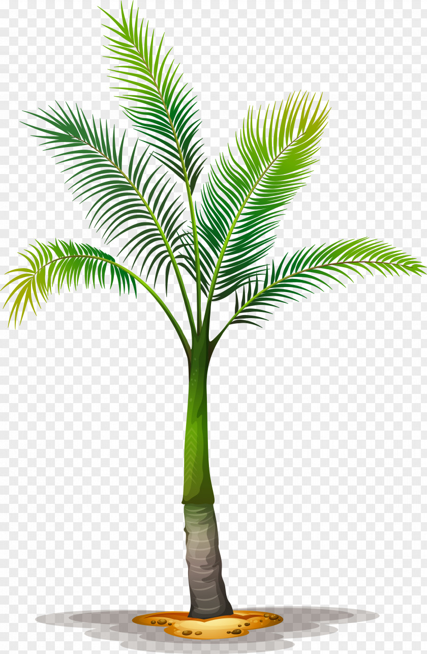 Tree Clip Art Vector Graphics Palm Trees Illustration PNG
