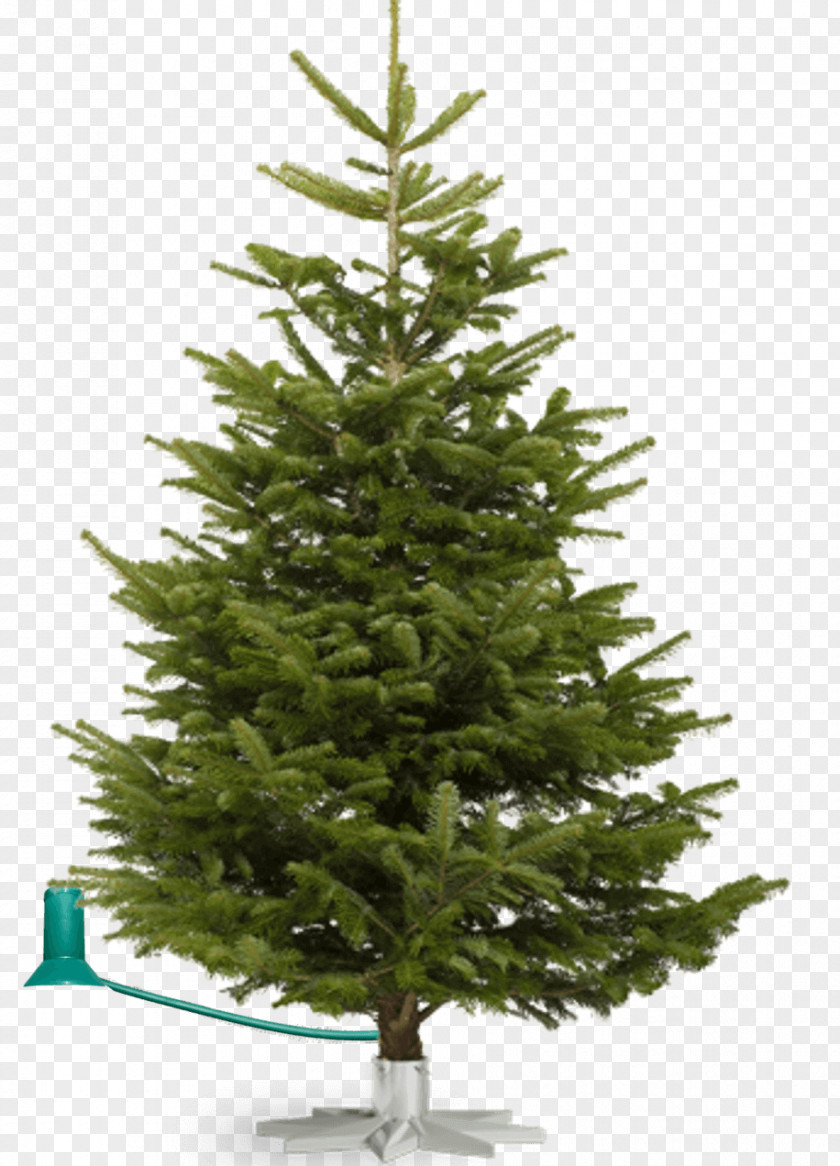 Trees Grove Nordmann Fir Fraser Noble Christmas Tree PNG