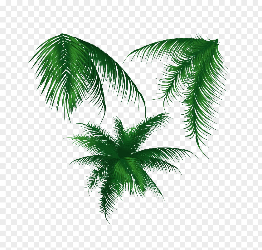 Tropical Leaf Palm Trees Coconut Vector Graphics PNG