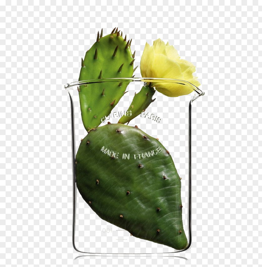 Cactus Barbary Fig Eastern Prickly Pear Cactaceae Cosmetics Plant PNG