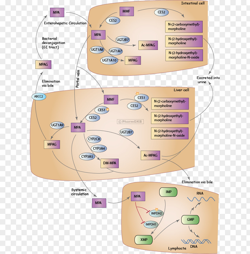 Methemoglobinemia Mycophenolic Acid Tacrolimus Metabolic Pathway IMP Dehydrogenase Pharmacokinetics PNG