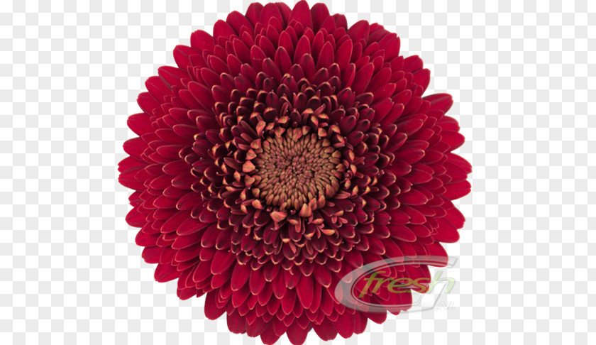 Navy Gerbera Tissue Paper Sticker Fan Pen PNG