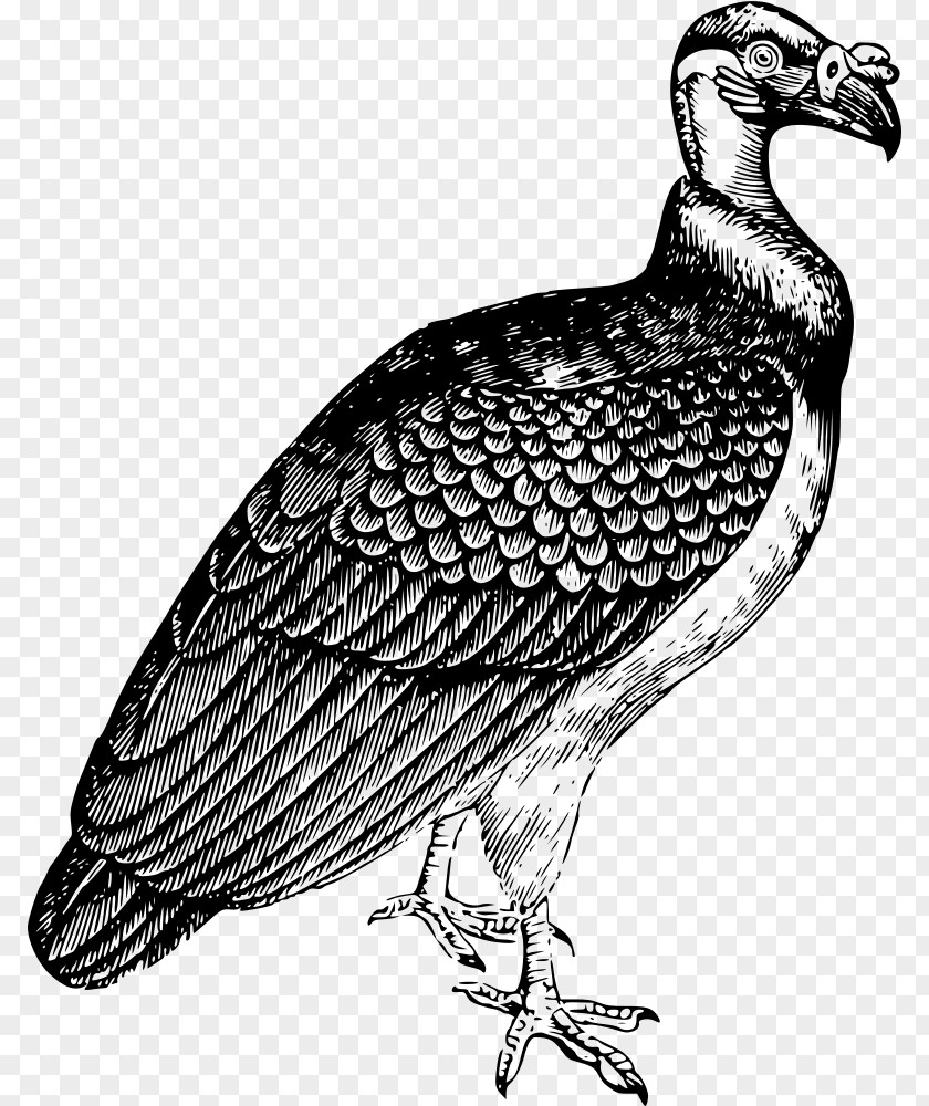 Parrot Turkey Vulture Drawing King Clip Art PNG