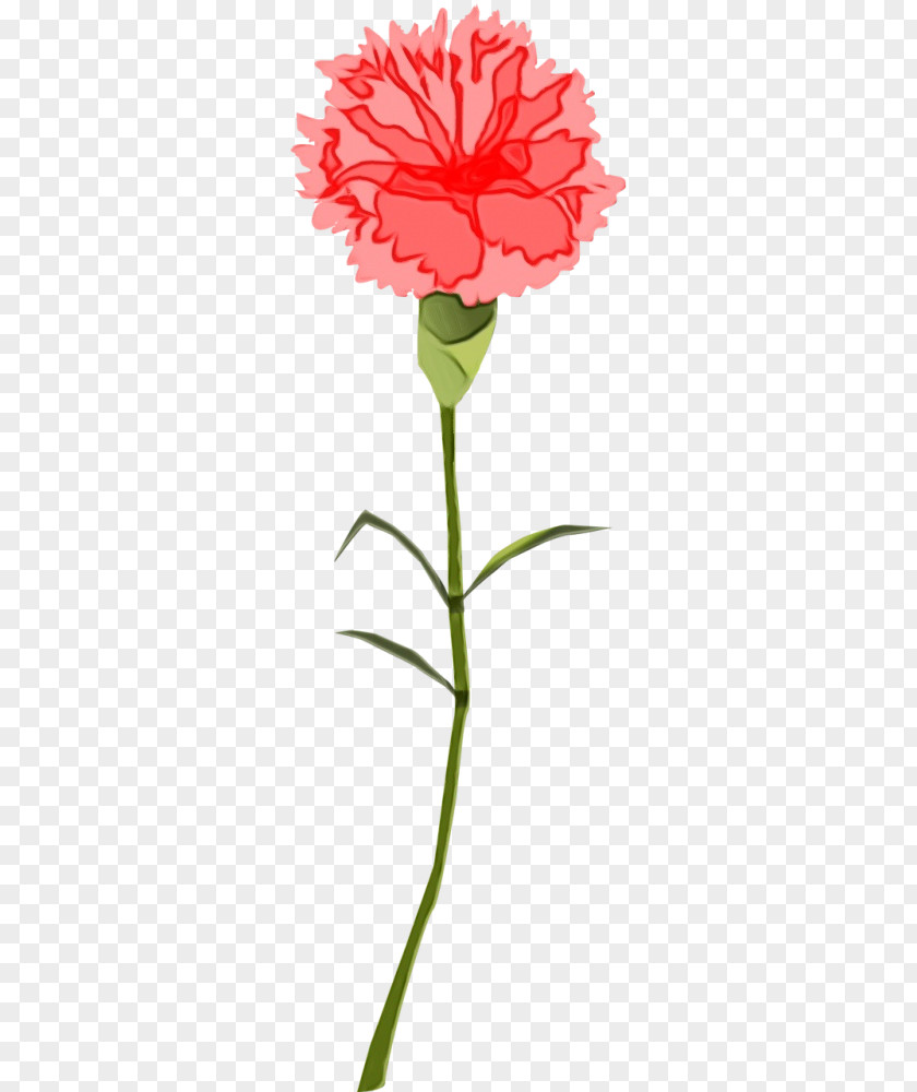 Pink Family Dianthus Drawing Of PNG