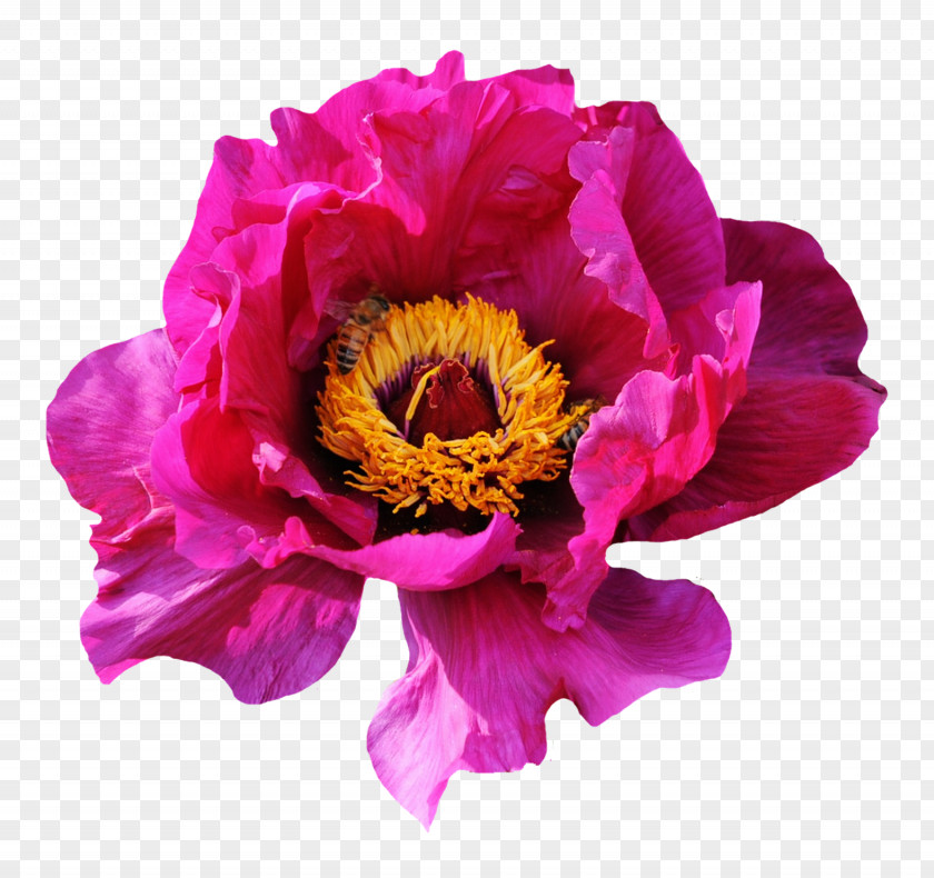 Pink Rose Flower PNG