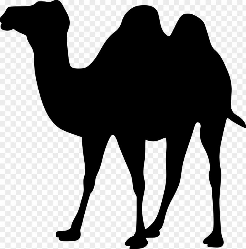 Silhouette Dromedary Bactrian Camel Clip Art PNG