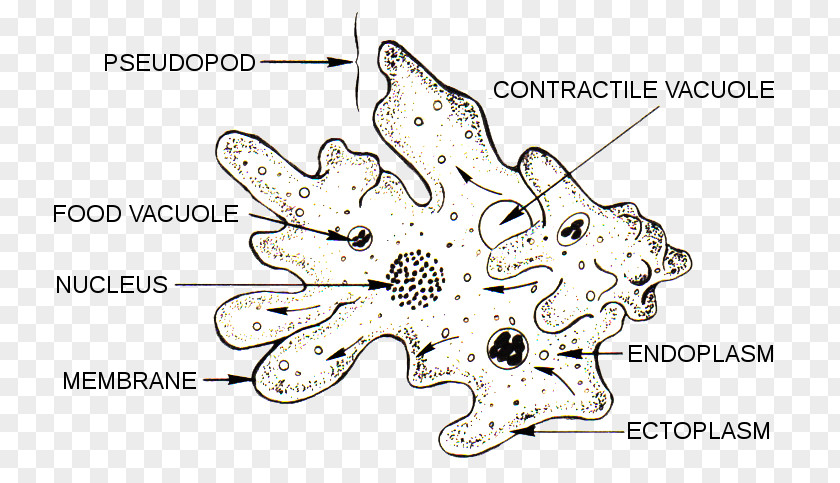 Color Level Diagram Amoeba Microscope Unicellular Organism Protist PNG