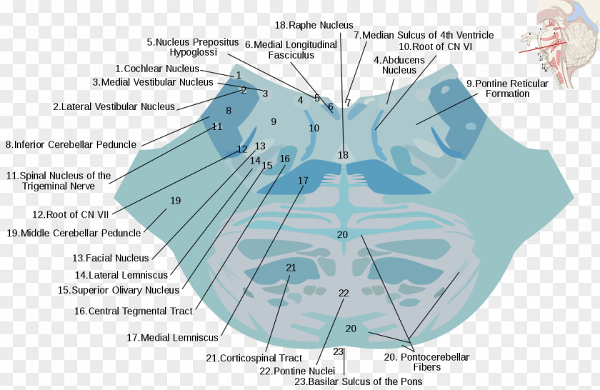 Cranial Nerve Reticular Formation Pons Nucleus Raphe Nuclei Brainstem PNG