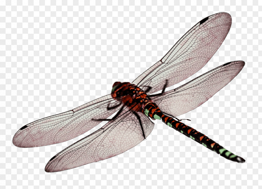 Dragonfly Wings Transparency Clip Art PNG