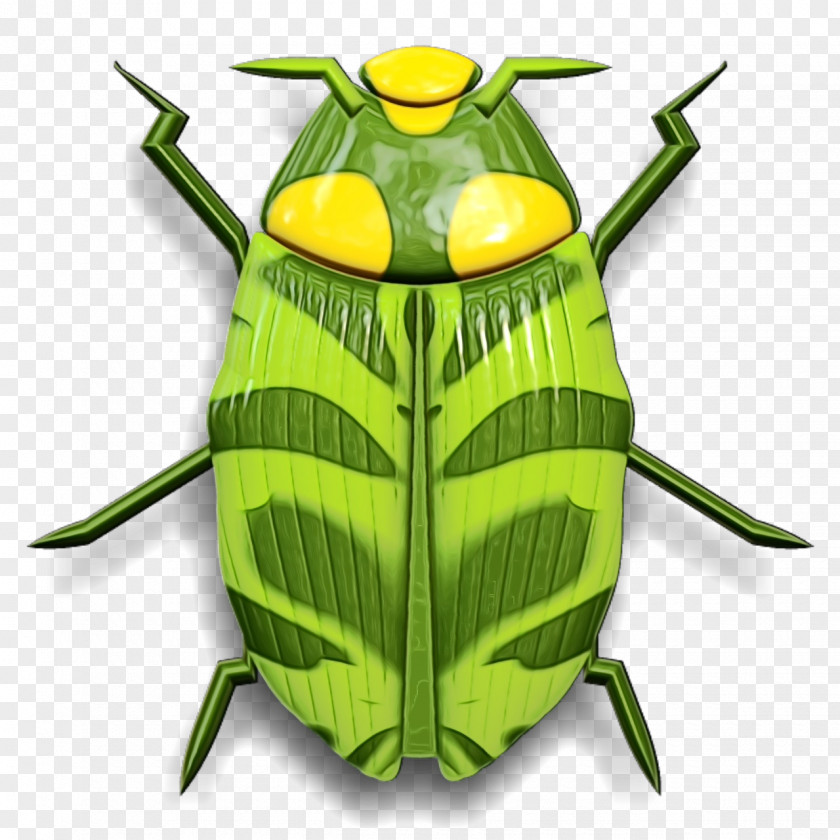 Insect Pest Bug PNG