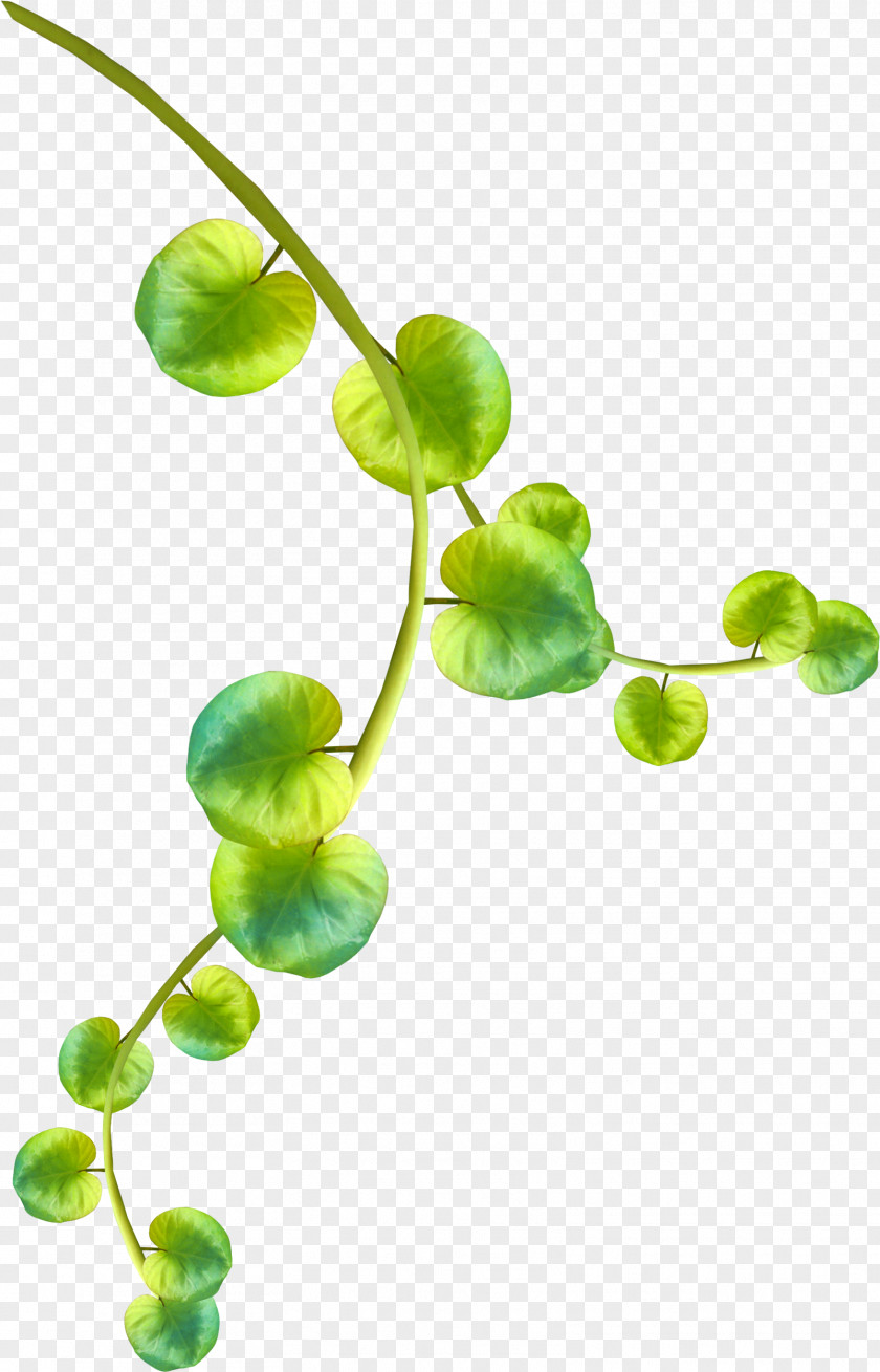 Tally Leaf Branch Plant Stem Clip Art PNG