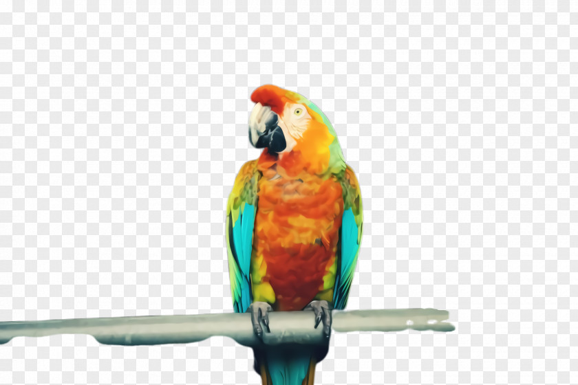 Wing Bird Supply Colorful Background PNG