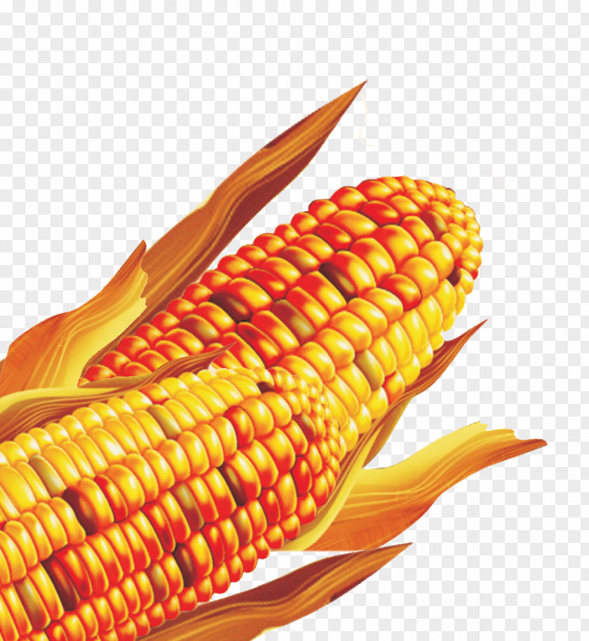 Corn On The Cob Maize Download PNG