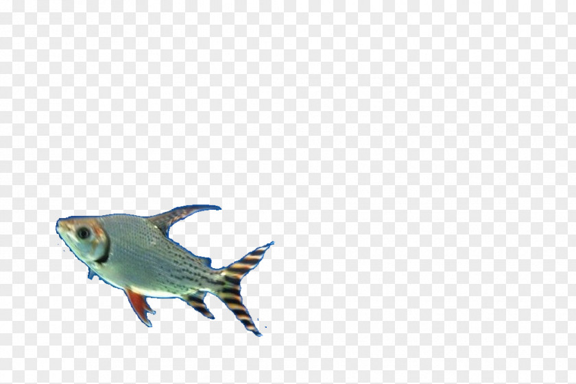 Fish Designer Pattern PNG