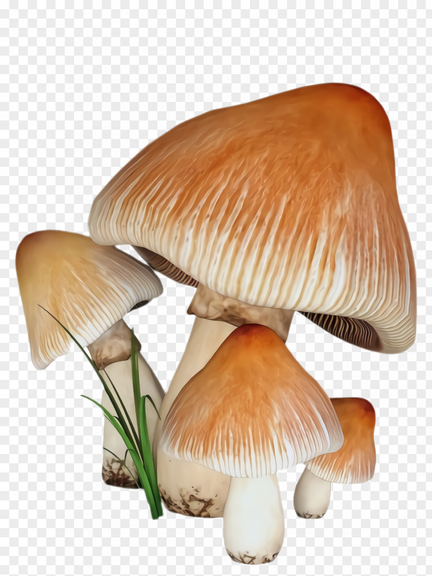 Fungus Russula Integra Mushroom Edible Agaricaceae Agaricus Agaricomycetes PNG