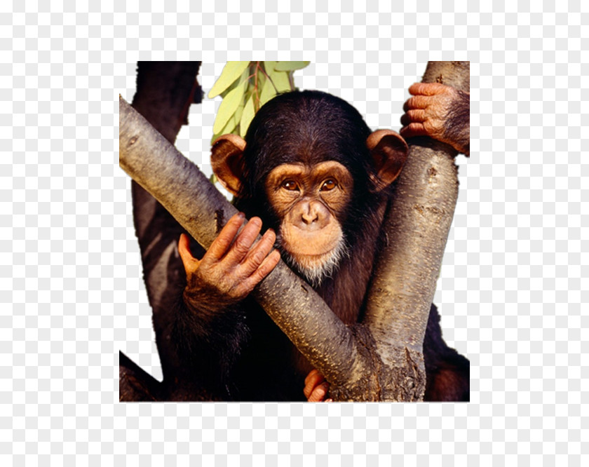 Gorilla Climb A Tree Chimpanzee Baby Monkeys High-definition Television Wallpaper PNG