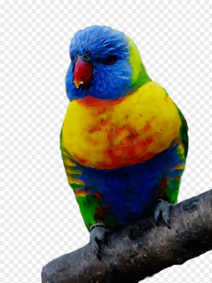 Lovebird PNG