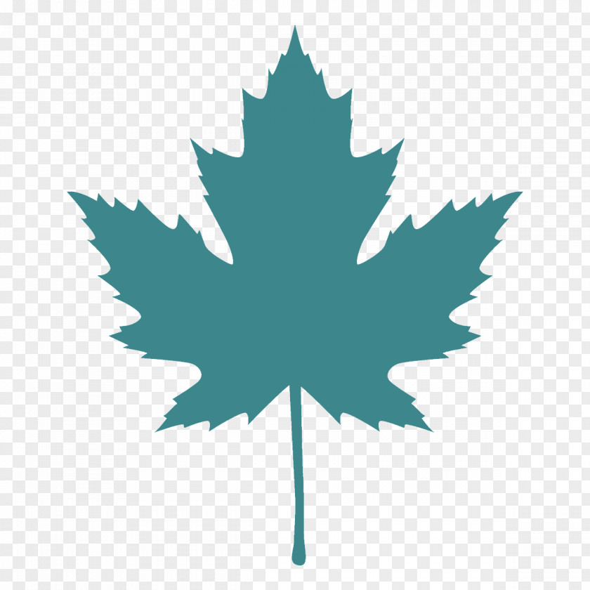 Maple Plane Leaf PNG